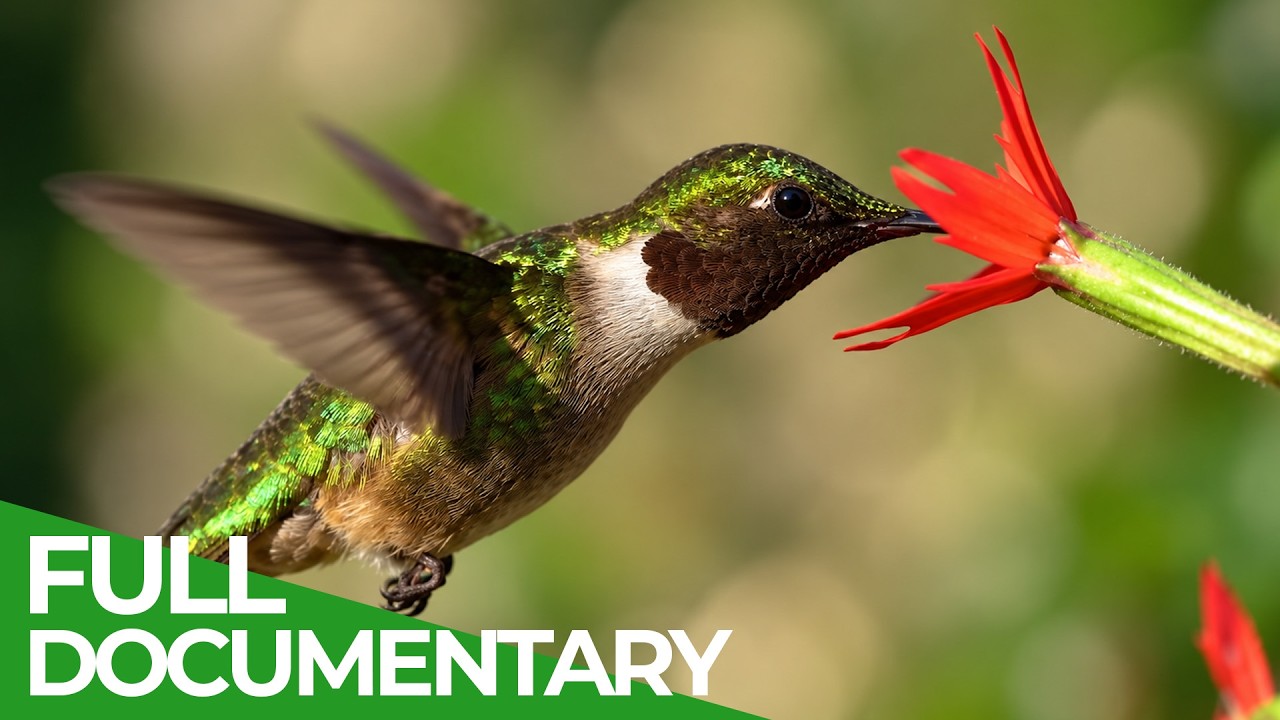 Free Documentary - Nature: The Animal Kingdom's Wildest Record Breakers Will Make You Rethink Everything You Thought You Knew