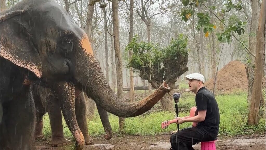 Plumes: Animals React to Live Singing and the Moments Are Genuinely Unreal
