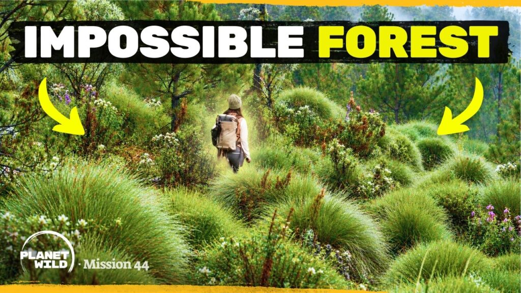 Planet Wild: The Warrior Trees of Pico de Orizaba Are Coming Back, and Millions of People Downstream Depend on It