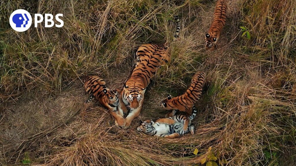 Nature on PBS: Two Wild Tigers in India Are Sharing Parenting Duties and Baffling Scientists