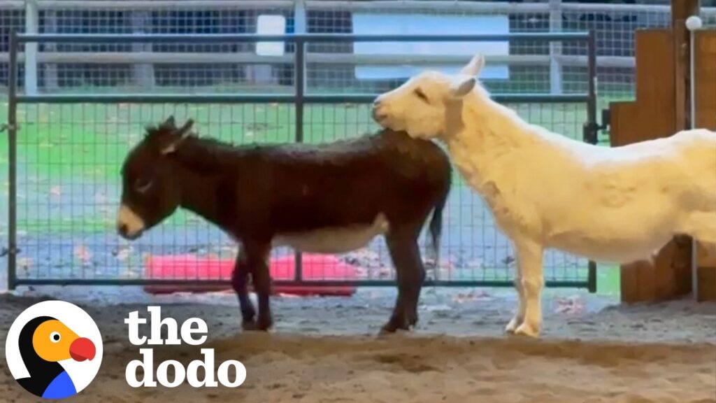The Dodo: Donkey Finally Meets Another Donkey After 10 Years Alone