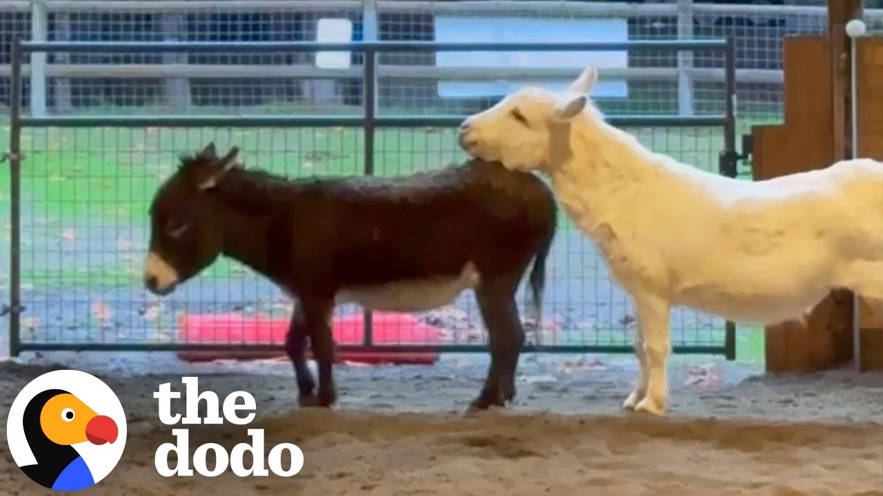 The Dodo: Donkey Finally Meets Another Donkey After 10 Years Alone