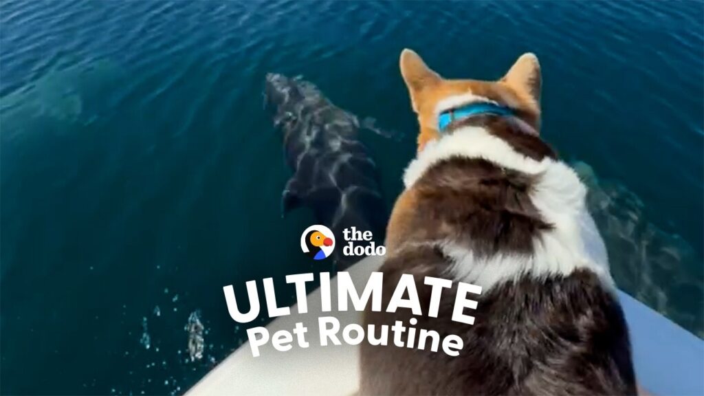 The Dodo: This Corgi Named Diamond Has the Best Seat in the House When Dolphins Start Leaping
