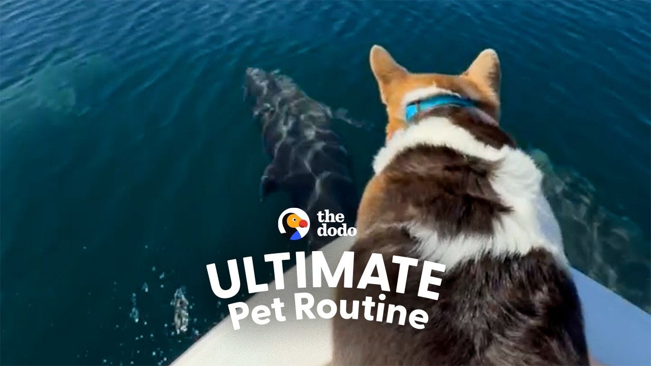 The Dodo: This Corgi Named Diamond Has the Best Seat in the House When Dolphins Start Leaping