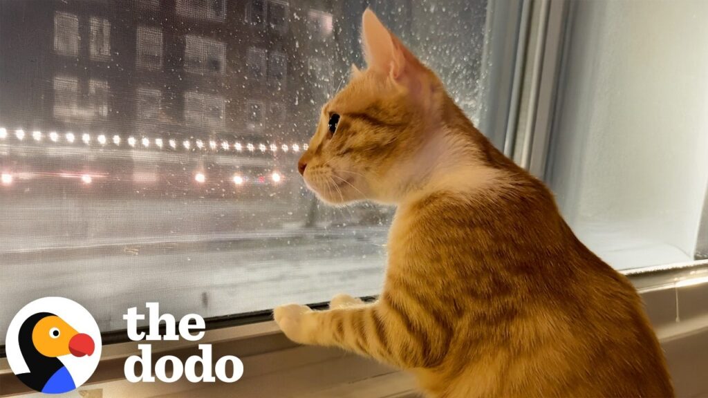 The Dodo: The Stray Cat From Morocco Who Chose Her Family and Then Saw Snow for the First Time