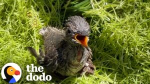 The Dodo: Man Shuts Down His Entire Mini Railroad to Save a Baby Hummingbird the Size of a Bottle Cap