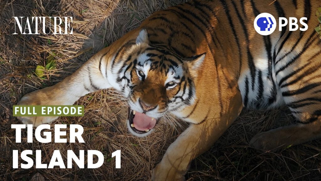 Nature on PBS: Two Mother Tigers on Tiger Island Just Did Something No One Has Ever Filmed Before