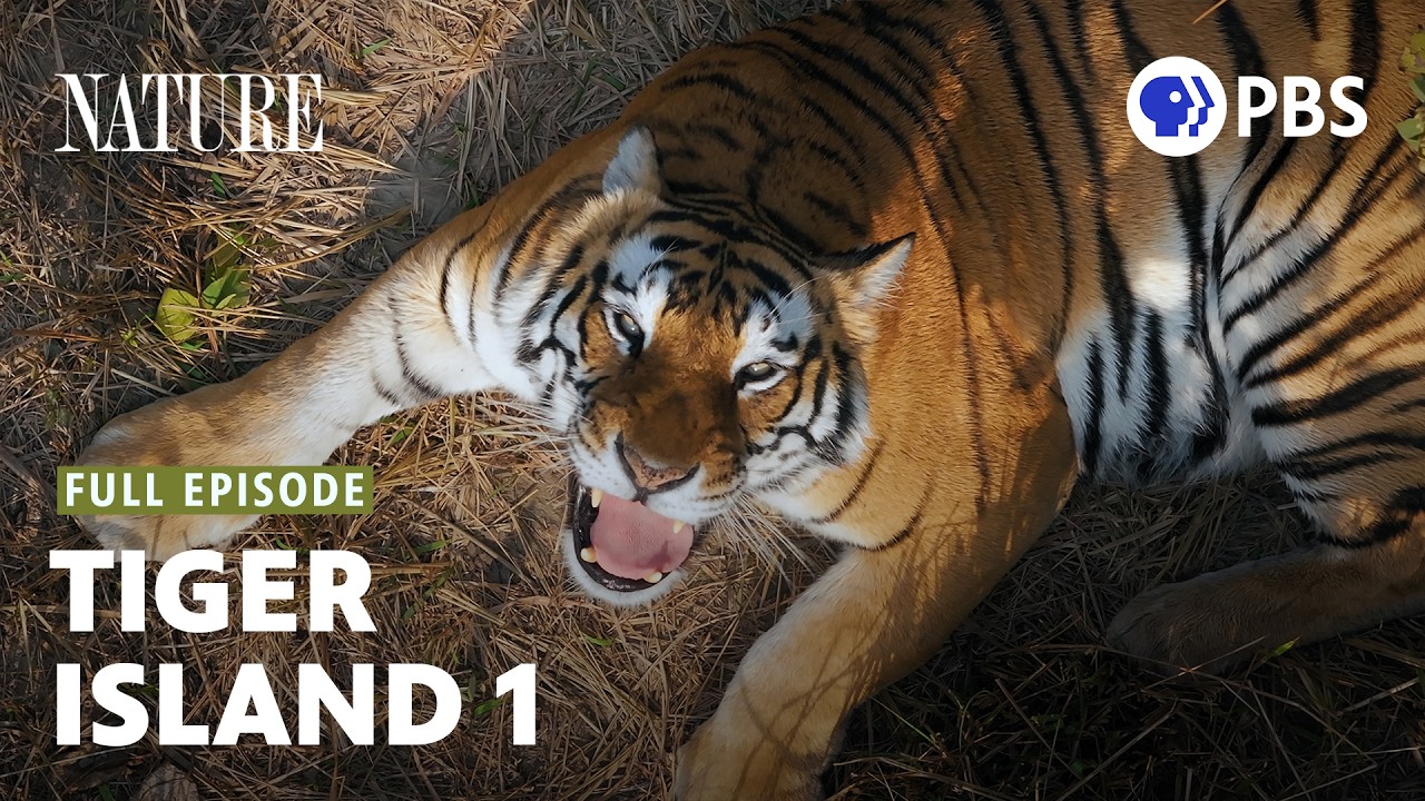 Nature on PBS: Two Mother Tigers on Tiger Island Just Did Something No One Has Ever Filmed Before
