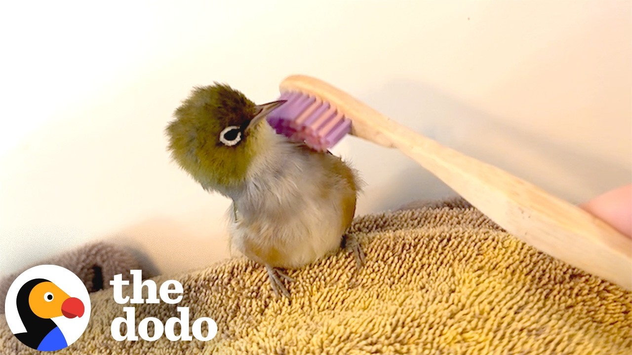 The Dodo: Wild Bird Visits Her Rescuer Every Morning at 7 AM for Neck Scratches
