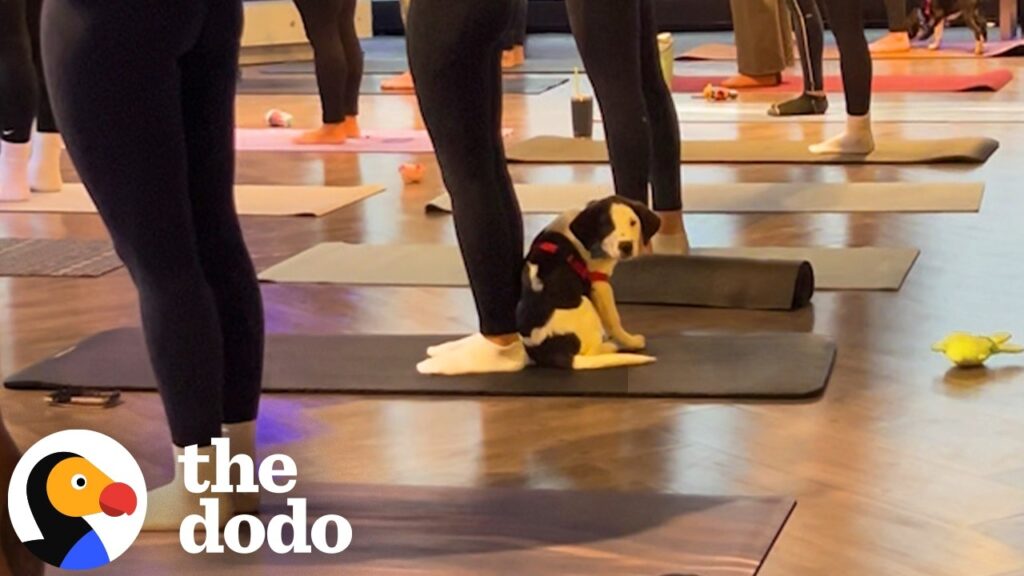 The Dodo: A Puppy Claimed His Spot on One Woman's Yoga Mat and Never Moved Until She Said Yes