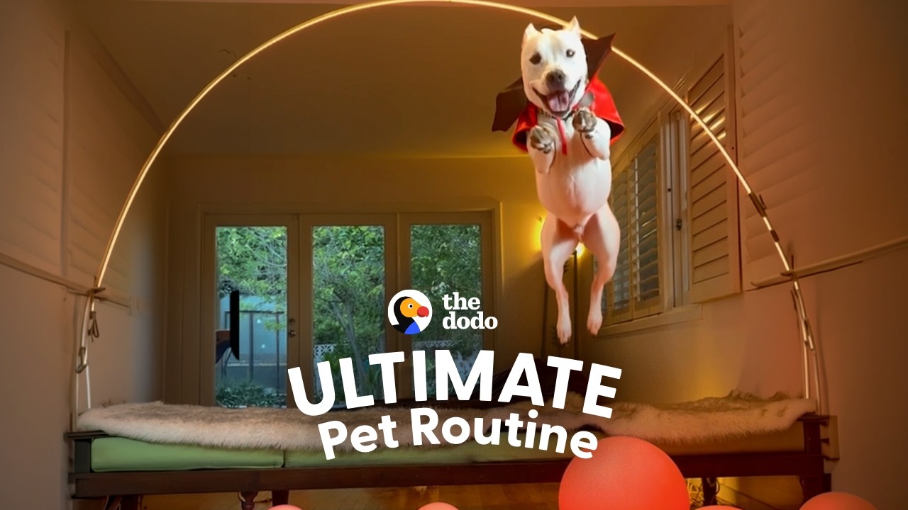 The Dodo: Sachi the Deaf Pittie Was 2 Hours From Euthanasia. Now He Flies Across His Forever Home Every Single Day.