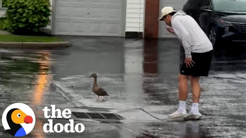 The Dodo: Mama Duck Leads Couple To Her Trapped Ducklings Underground