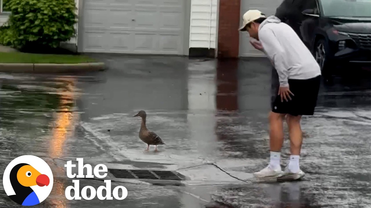The Dodo: Mama Duck Leads Couple To Her Trapped Ducklings Underground