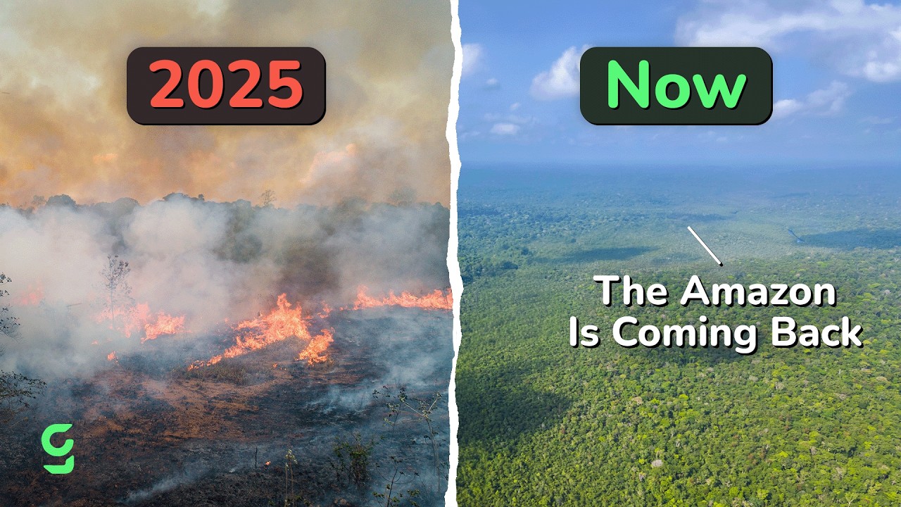 Good News: Amazon Fires Hit a 40-Year Low and 8 More Breakthroughs That Quietly Changed the World This Month
