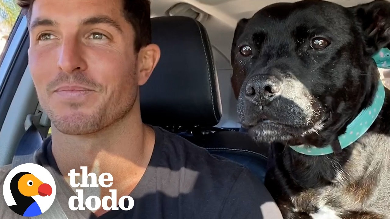 The Dodo: Pittie Screams Like a Seal Every Time Dad Says 'Beach'