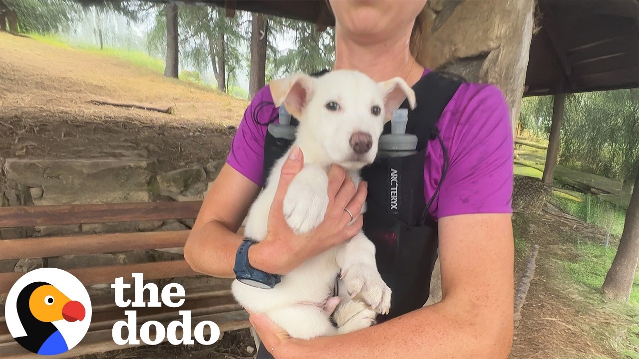 The Dodo: She Found a Dog Shaking in a Trash Bag on Her Morning Run. She Kept Him.