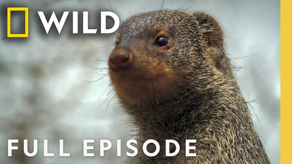 Nat Geo Animals: Flying Squirrels Glow in the Dark, Owlets Mimic Rattlesnakes, and Dolphins Fish With Humans: Nature's Strangest Alliances Revealed