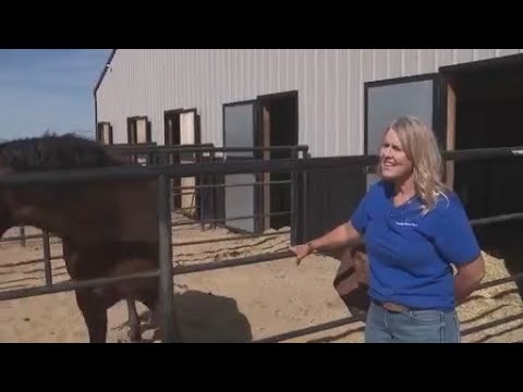 FOX31 Denver: Tara Lynn Horse Rescue Has Saved Over 400 Colorado Horses From Slaughter Since 2015